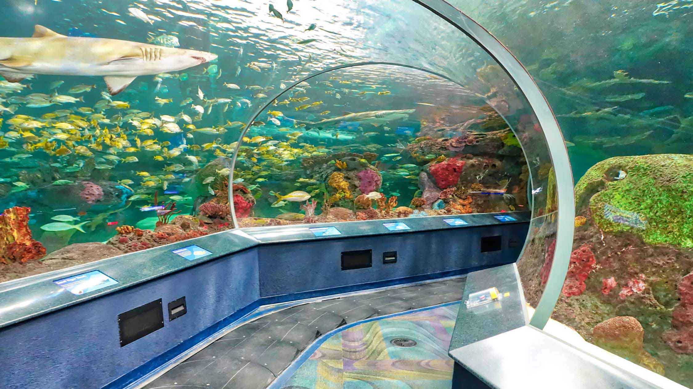 An aquarium tunnel with a shark swimming above the walkway